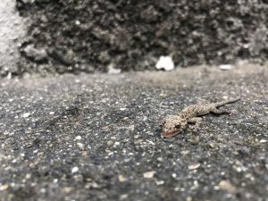 ヤモリ