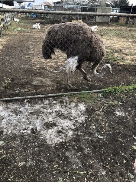 画像：鳩の次は